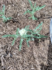 Chamaesaracha sordida