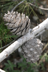 Pinus brutia