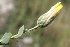 Klasea cerinthifolia