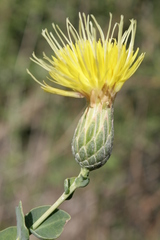Klasea cerinthifolia