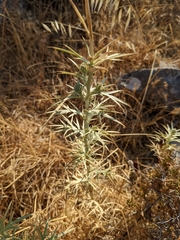 Eryngium glomeratum