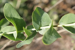 Klasea cerinthifolia