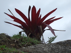 Tillandsia machupicchuensis