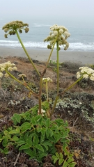 Angelica hendersonii