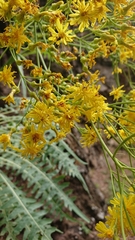 Sonchus palmensis