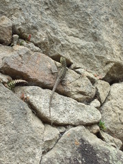 Stenocercus crassicaudatus