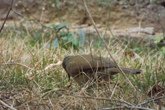 Turdus leucomelas