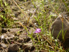 Agalinis neoscotica