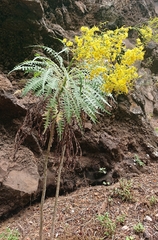 Sonchus palmensis