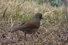 Turdus leucomelas