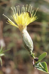 Klasea cerinthifolia