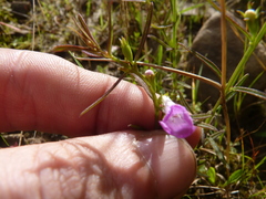 Agalinis neoscotica