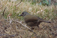 Turdus leucomelas