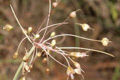 Allium albotunicatum