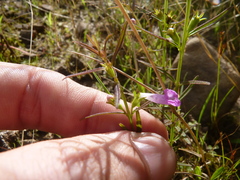 Agalinis neoscotica