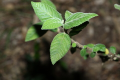 Acalypha nemorum