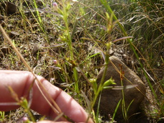 Agalinis neoscotica