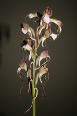 Himantoglossum comperianum