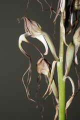 Himantoglossum comperianum