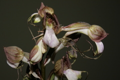 Himantoglossum comperianum