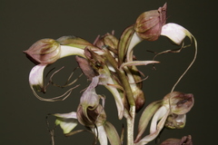 Himantoglossum comperianum