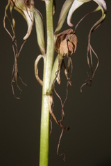 Himantoglossum comperianum