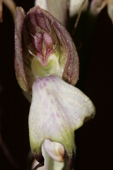 Himantoglossum comperianum