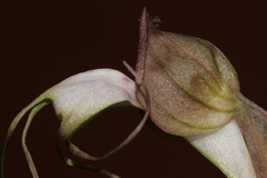 Himantoglossum comperianum