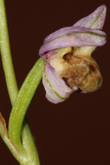 Ophrys schulzei