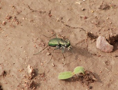 Cicindela nigrocoerulea