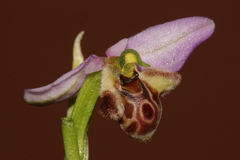 Ophrys schulzei
