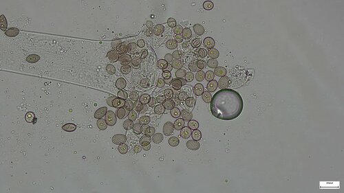 観察された菌類