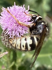 Dolichovespula arctica