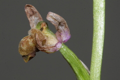 Ophrys schulzei