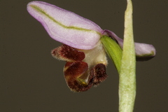 Ophrys schulzei