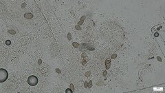 Choanephora infundibulifera