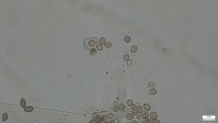 Choanephora infundibulifera