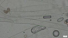 Choanephora infundibulifera