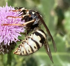 Dolichovespula arctica