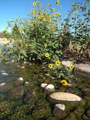 Helianthus annuus