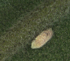 Eriococcus pohutukawa