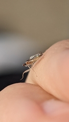 Hemerodromia superstitiosa