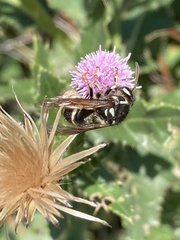Dolichovespula arctica