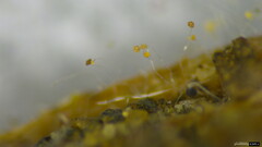 Choanephora infundibulifera