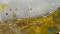 Choanephora infundibulifera