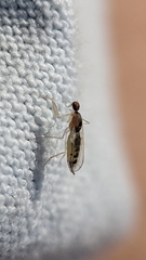 Hemerodromia superstitiosa