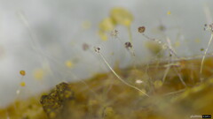 Choanephora infundibulifera