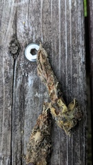 Choanephora infundibulifera