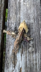 Choanephora infundibulifera