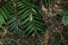 Ailanthus triphysa